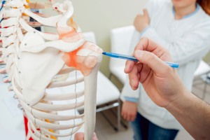 person pointing at a skeleton shoulder joint